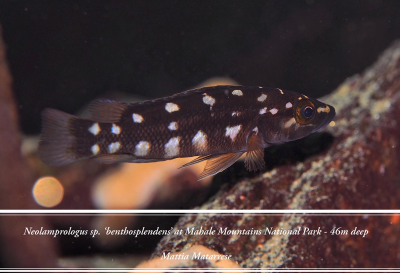 Neolamprologus sp. 'benthosplendens' Luagala Point